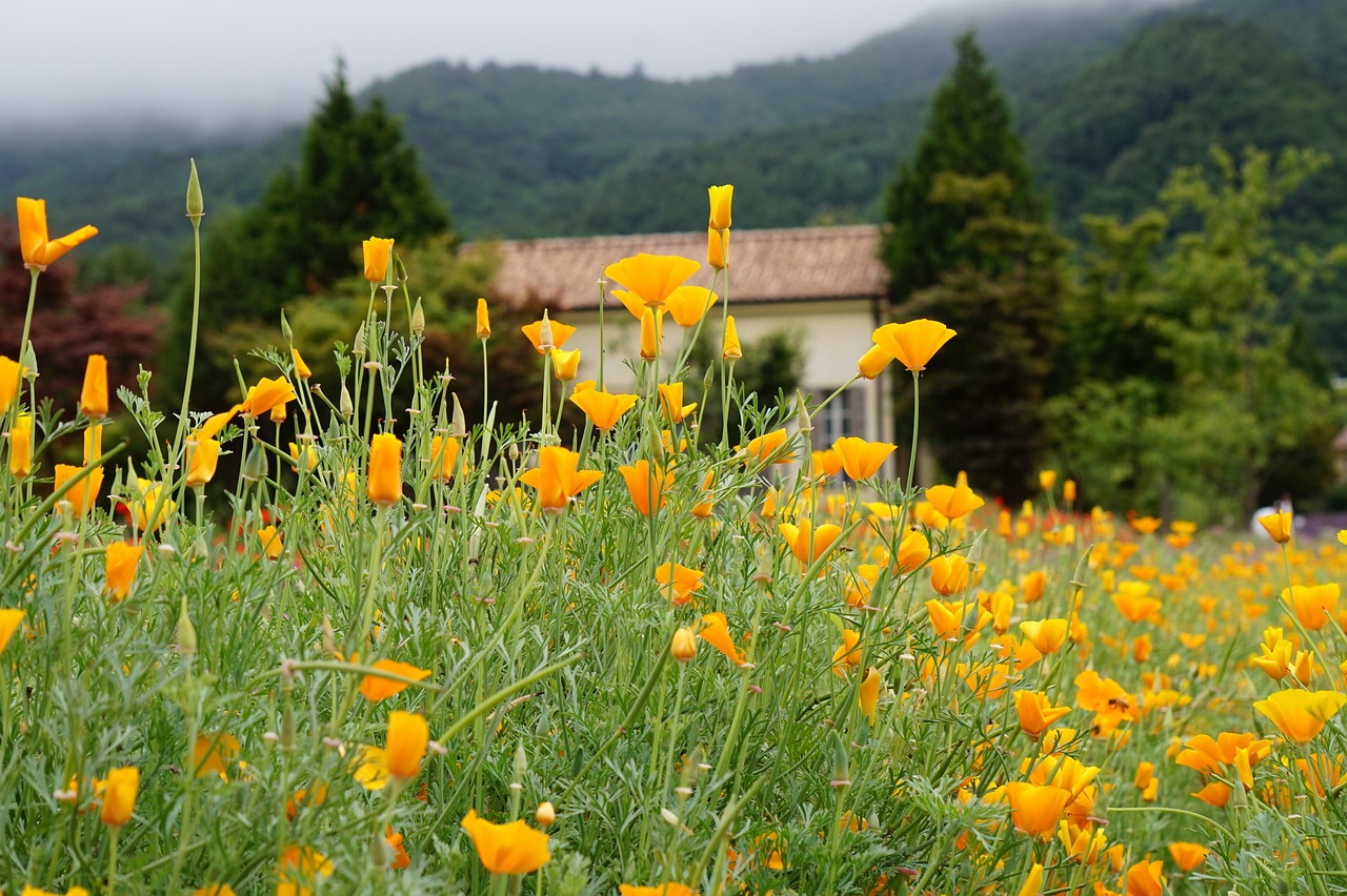 方盒欧盟扁蓝555：北京协会代理注册